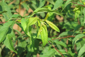 Tabla de maduraciones