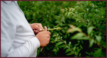 Extracción de yemas