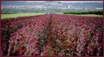 Pies GXN para injertar